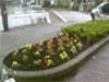 ｢美咲会｣活動報告：高島平７丁目市場通りの植え込みの一部を花壇化