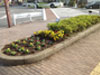 2012年11月24日｢美咲会｣活動報告：市場通り 徳丸ヶ原交差点横 花壇の花を植え替えました